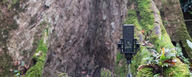 DGT 650 in the rain forest